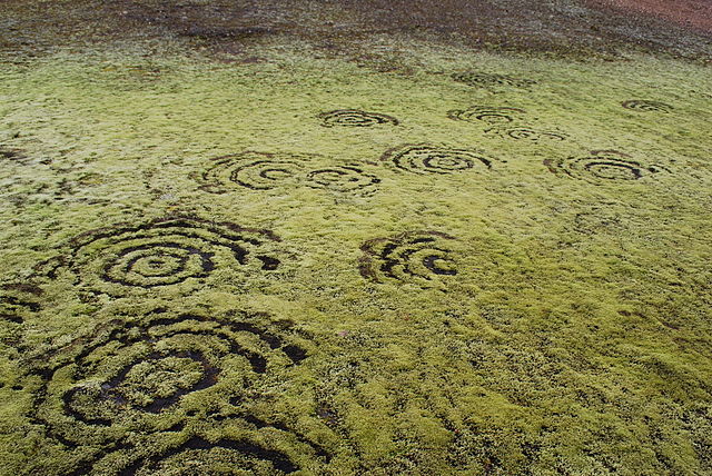 "Fairy ring on Iceland" by Chmee2/Valtameri - Own work. Licensed under Creative Commons Attribution 3.0 via Wikimedia Commons - http://commons.wikimedia.org/wiki/File:Fairy_ring_on_Iceland.jpg#mediaviewer/File:Fairy_ring_on_Iceland.jpg