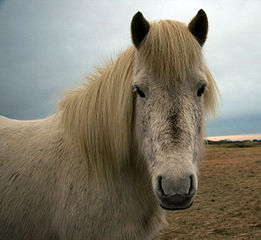 Icelandic Horse