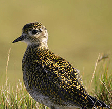 Plover